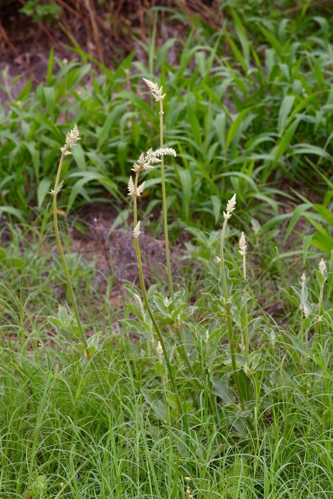 Drummond's snakecotton (Froelichia drummondii)