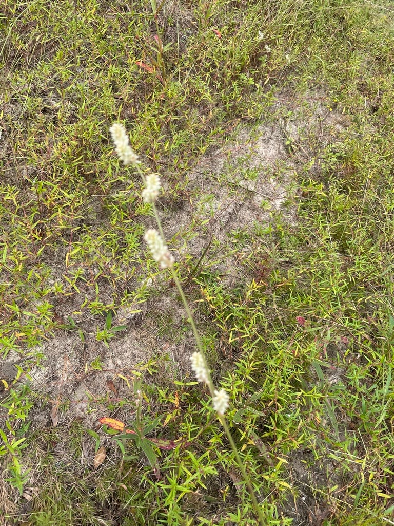 Florida snake-cotton (Froelichia floridana var. campestris)