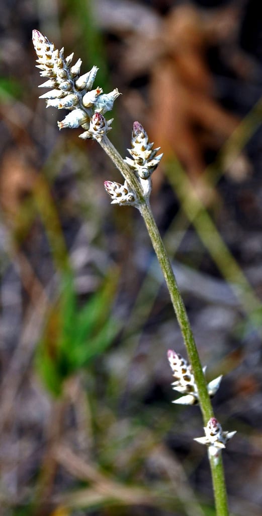 Plains snakecotton (Froelichia floridana)
