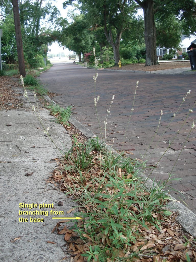 Slender snakecotton (Froelichia gracilis)