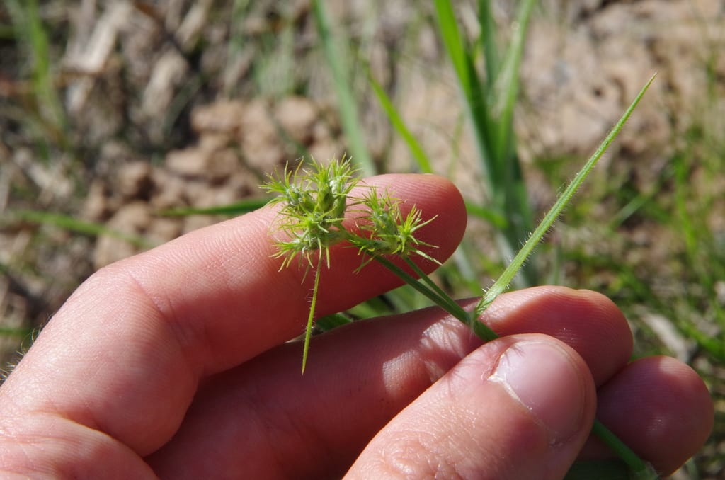 Bush's umbrella-sedge (Fuirena bushii)