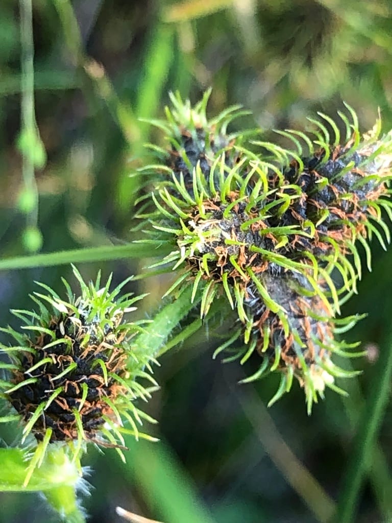 Dwarf umbrella sedge (Fuirena pumila)
