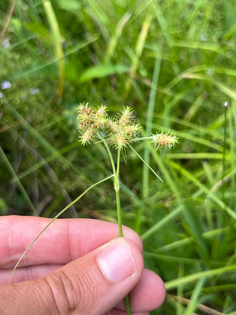 Western umbrella-sedge (Fuirena simplex var. aristulata)