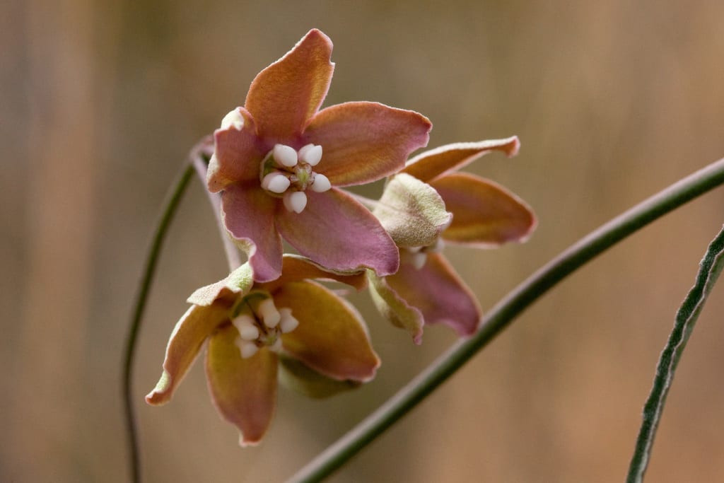 Wavyleaf twinevine (Funastrum crispum)