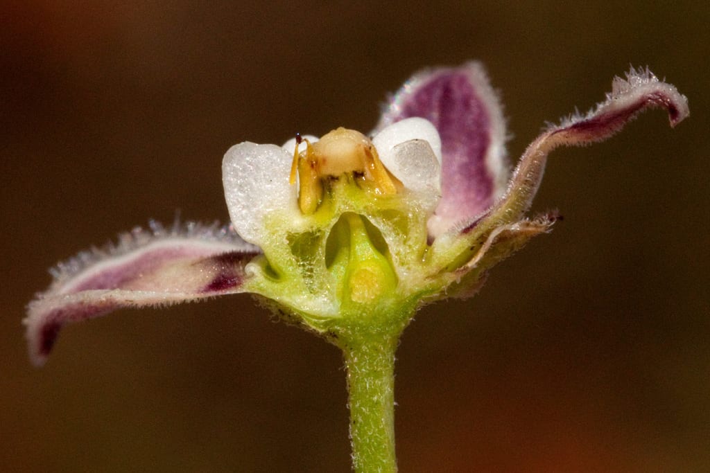 Fringed twinevine (Funastrum cynanchoides ssp. cynanchoides)