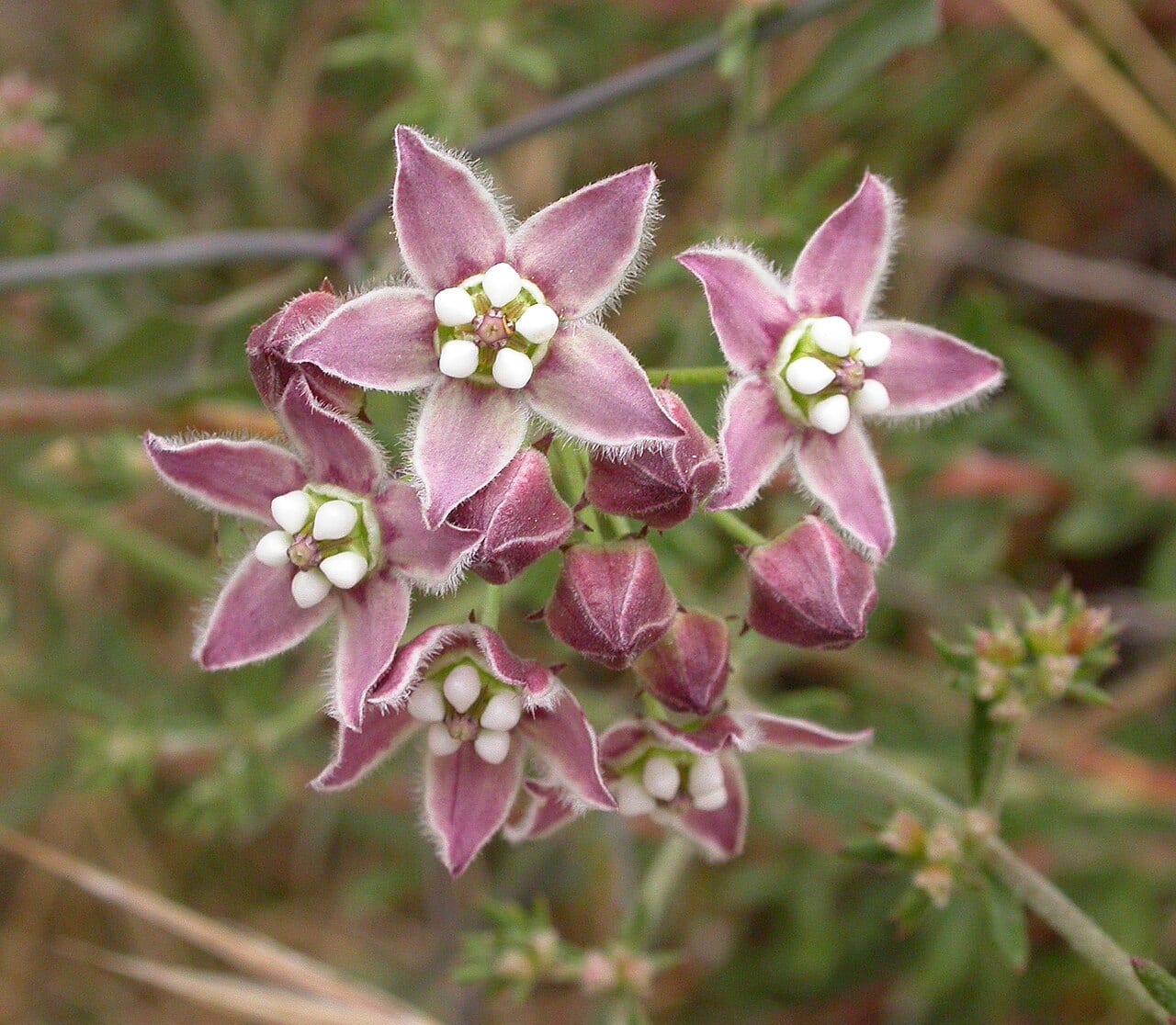 Fringed twinevine (Funastrum cynanchoides)
