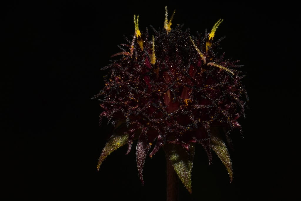 Lanceleaf blanketflower (Gaillardia aestivalis var. aestivalis)