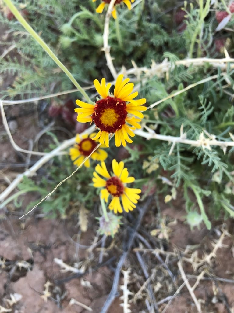 Red dome blanketflower (Gaillardia pinnatifida var. pinnatifida)
