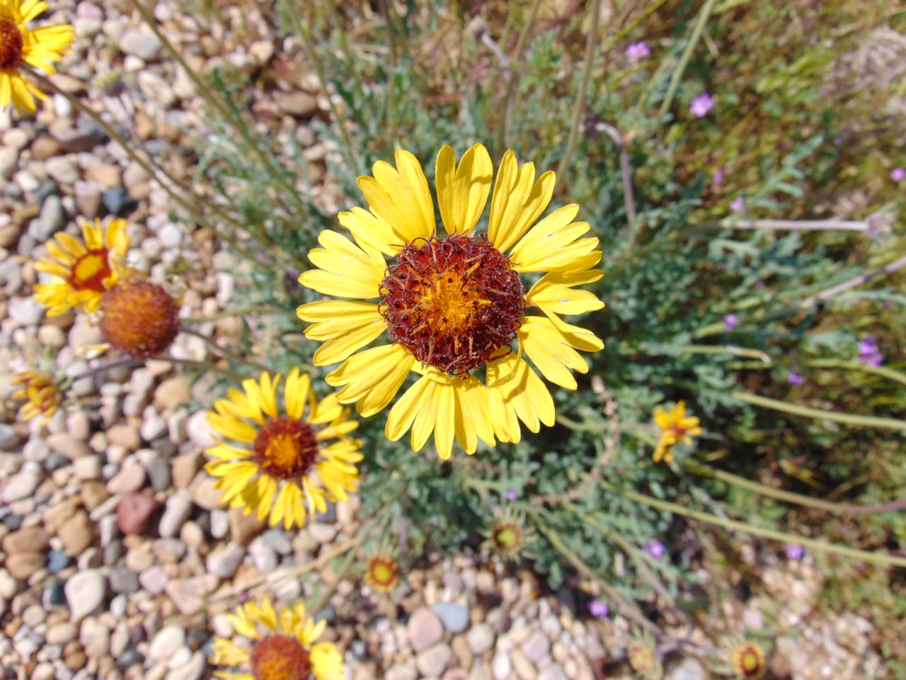 Red dome blanketflower (Gaillardia pinnatifida)