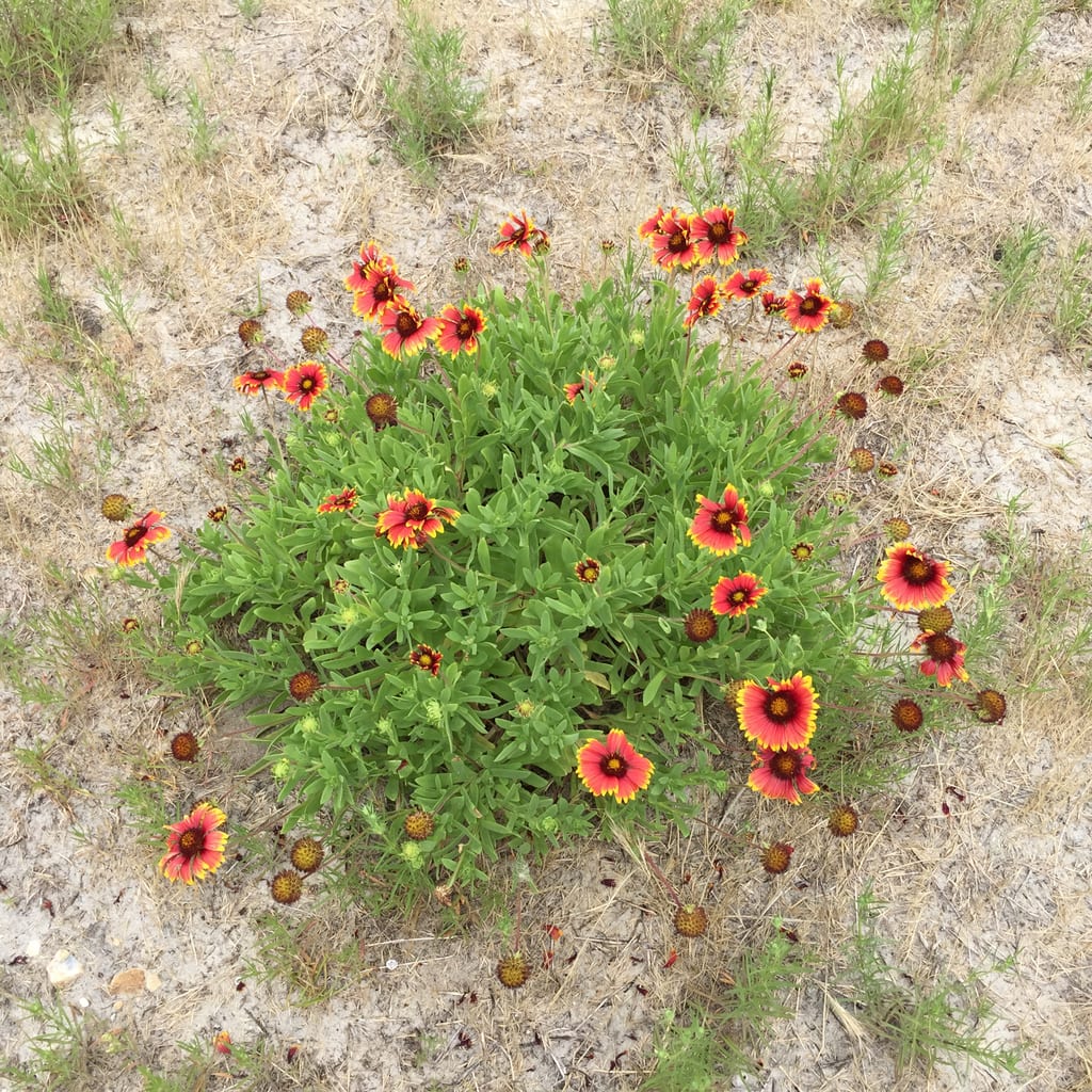Indian blanket (Gaillardia pulchella var. pulchella)
