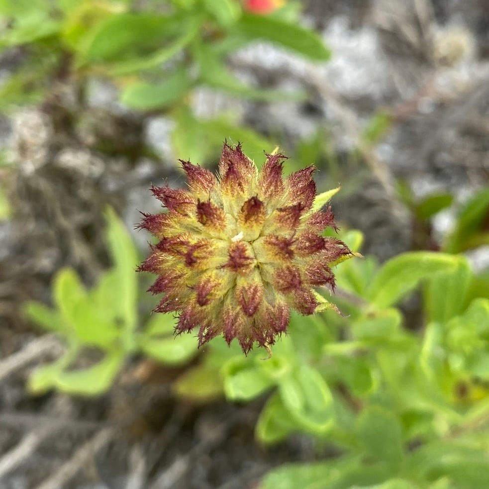 Pincushion daisy (Gaillardia suavis)