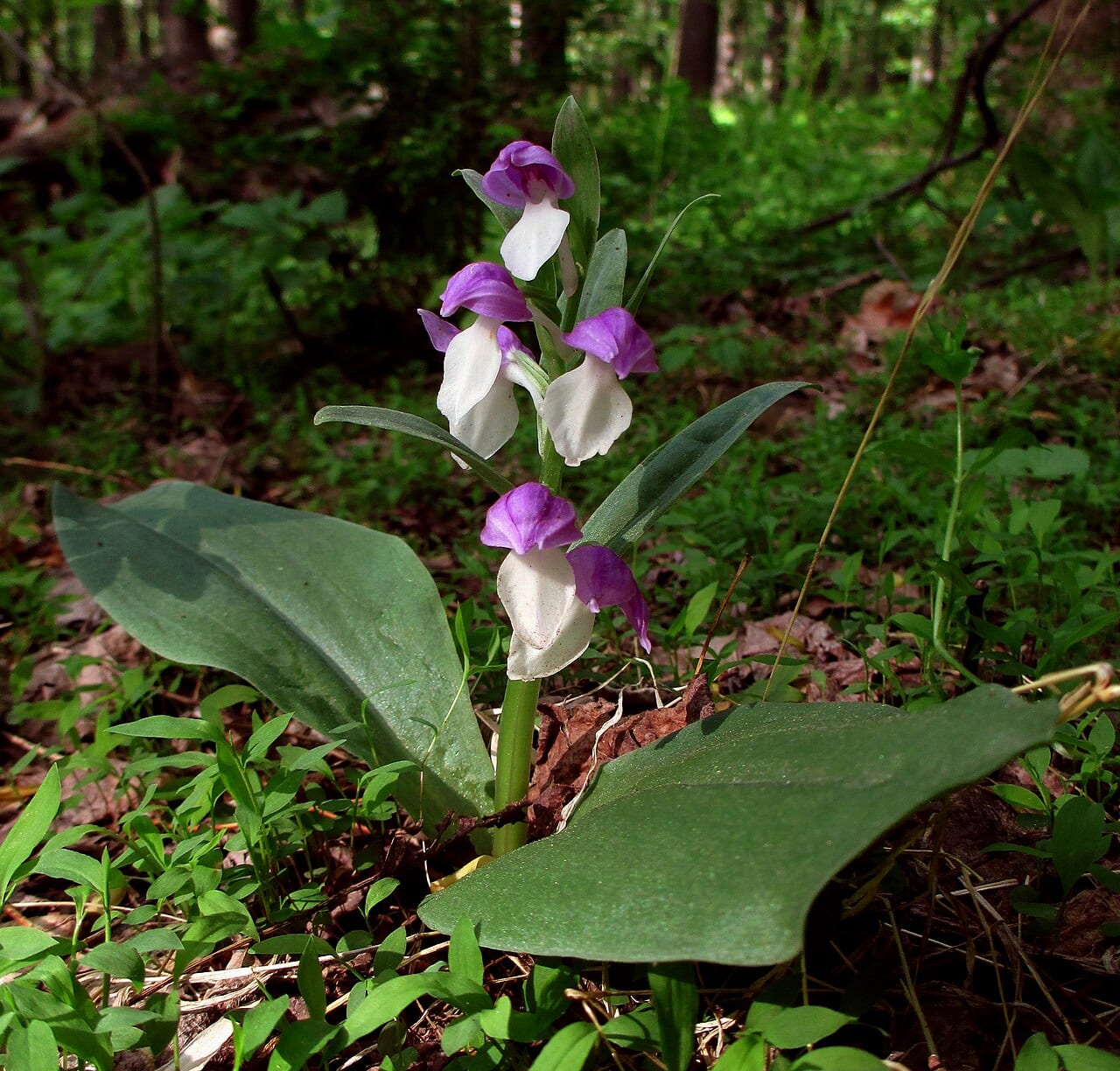 Showy orchid (Galearis spectabilis)