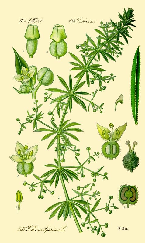 Stickywilly (Galium aparine)