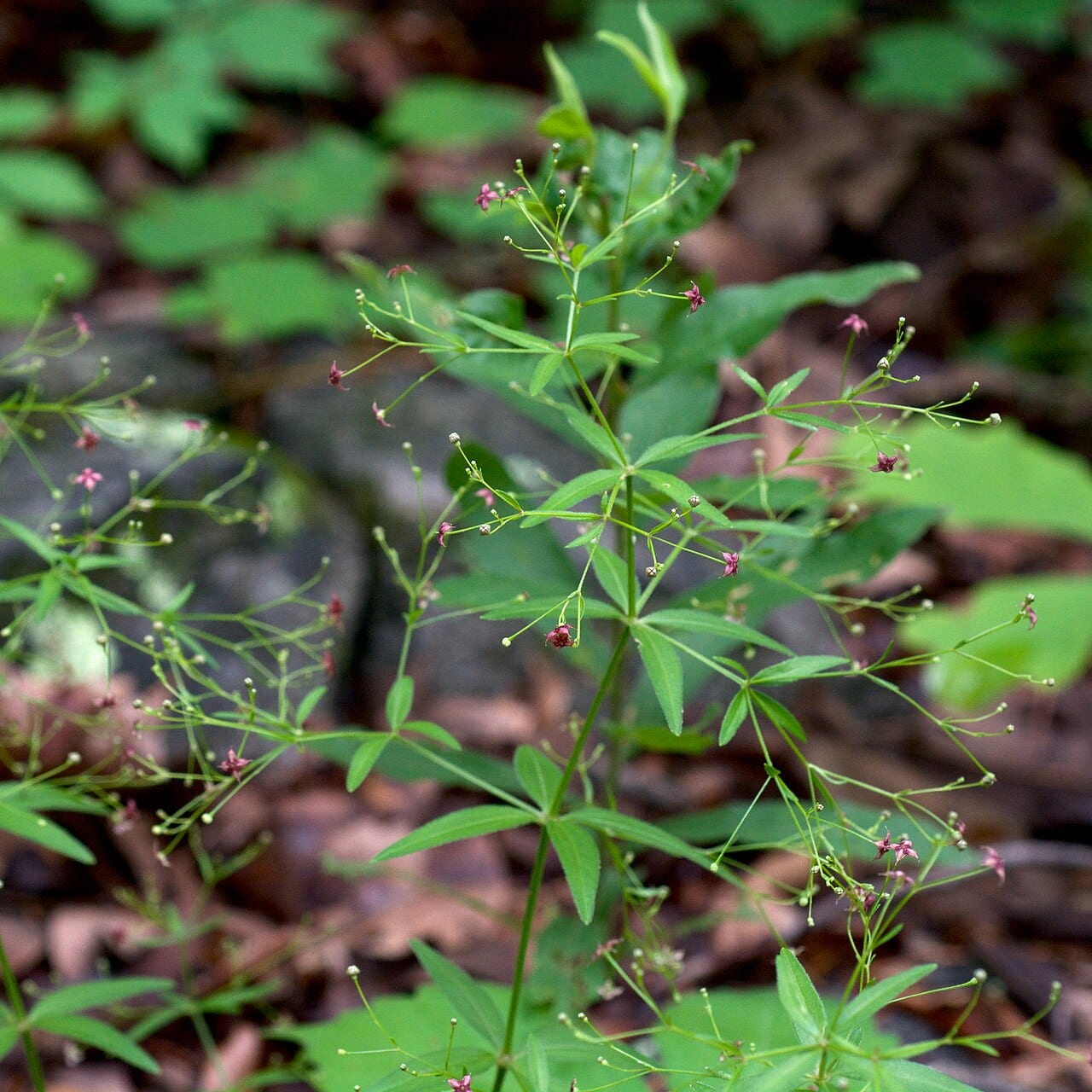 Arkansas bedstraw (Galium arkansanum)