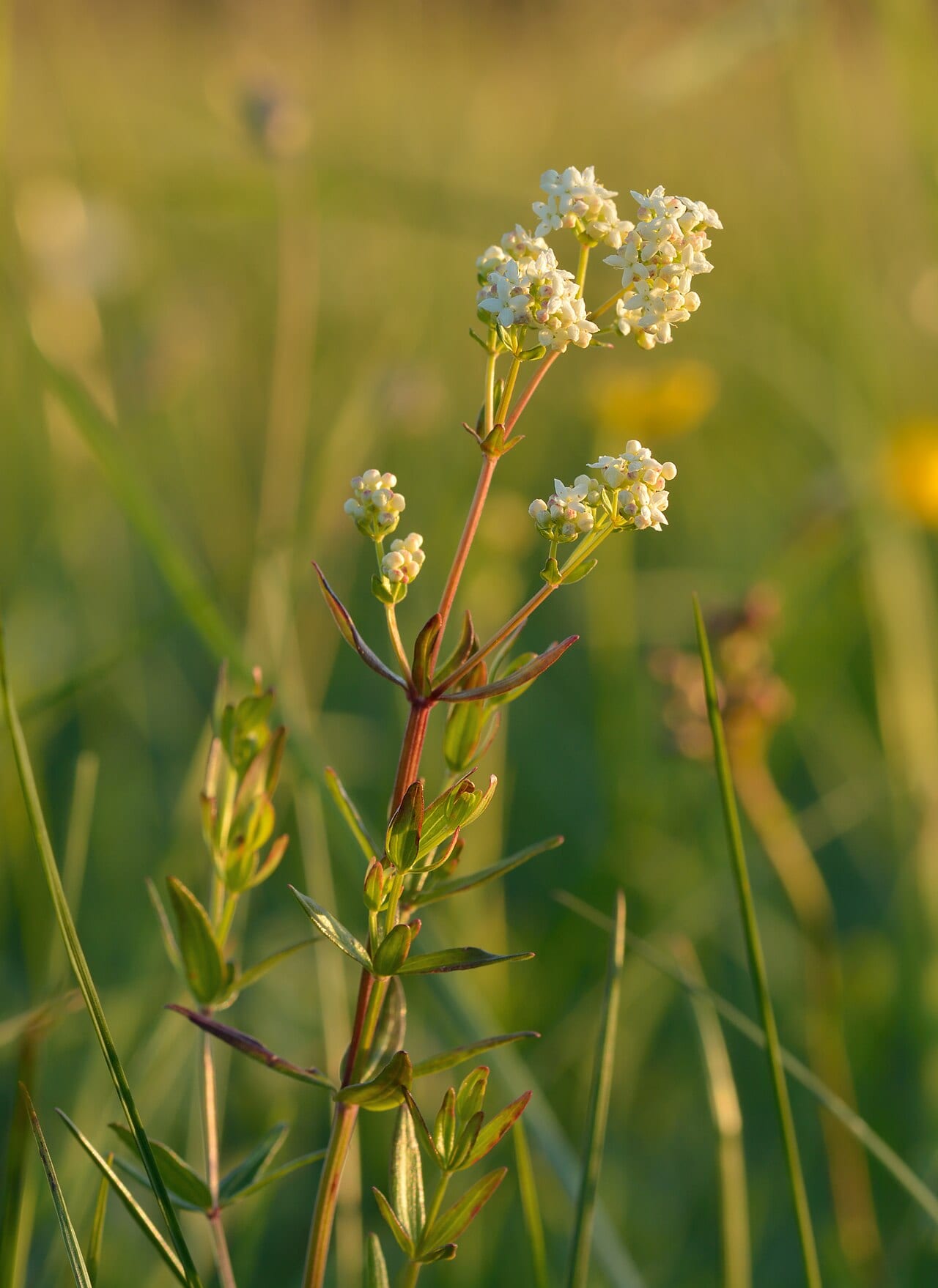 Northern bedstraw (Galium boreale)