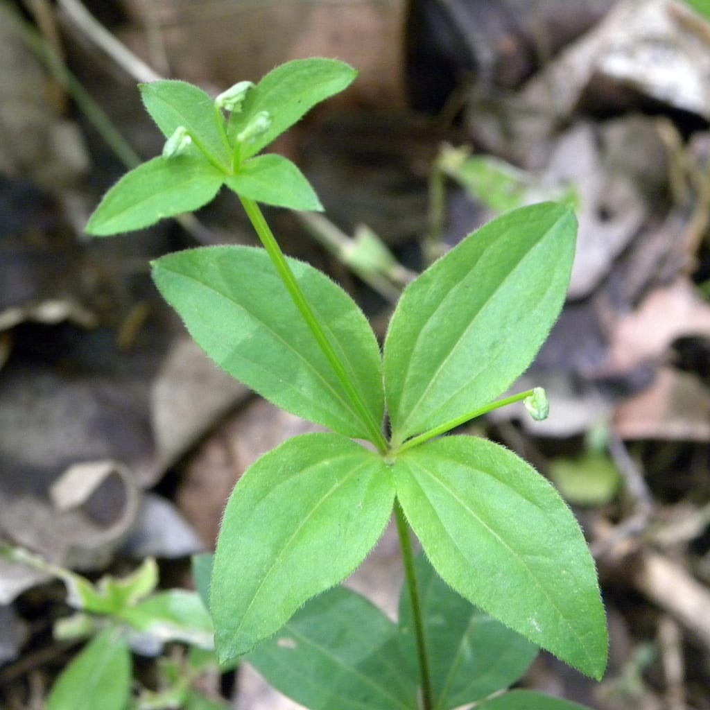 Licorice bedstraw (Galium circaezans var. circaezans)