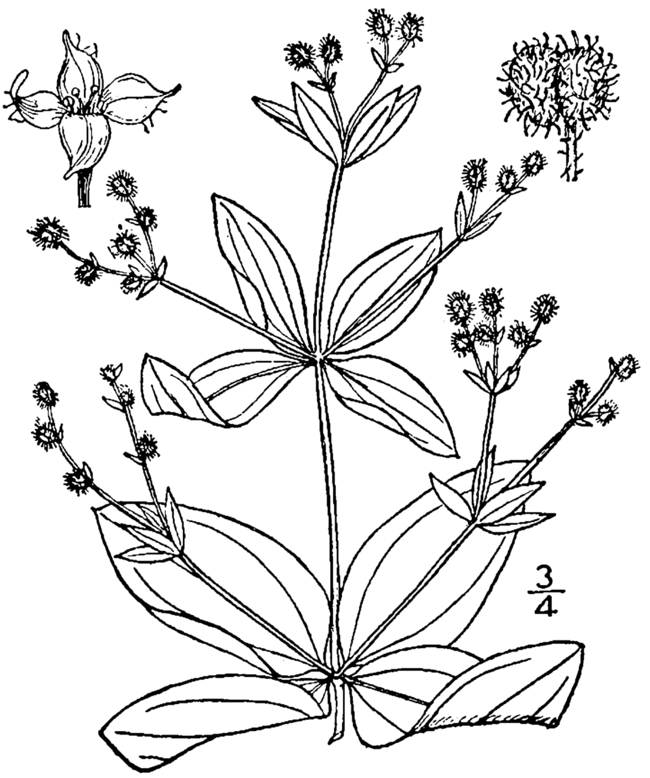 Licorice bedstraw (Galium circaezans)