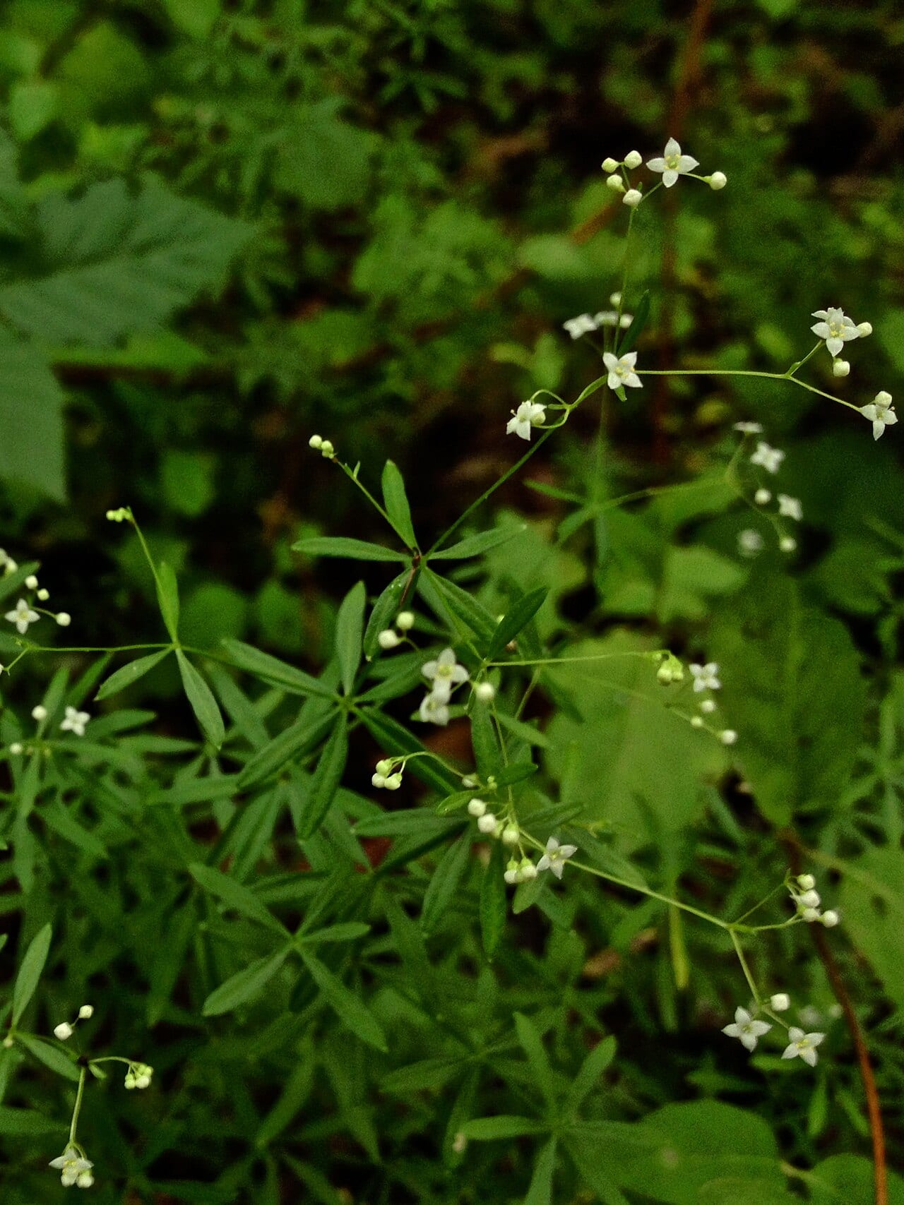 Shining bedstraw (Galium concinnum)