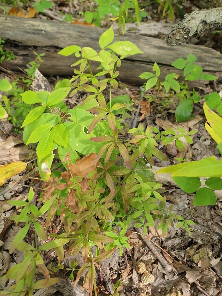 Bluntleaf bedstraw (Galium obtusum ssp. obtusum)