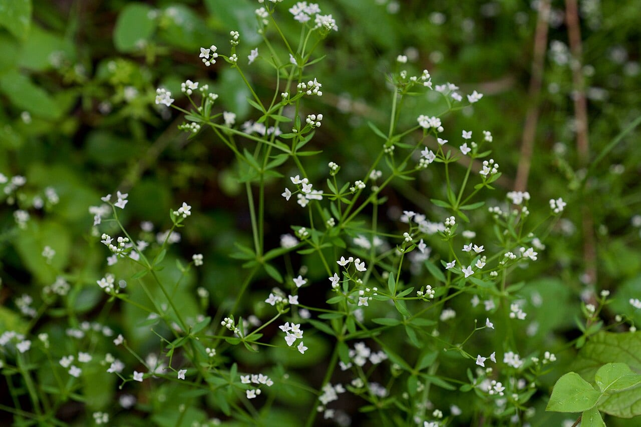 Bluntleaf bedstraw (Galium obtusum)