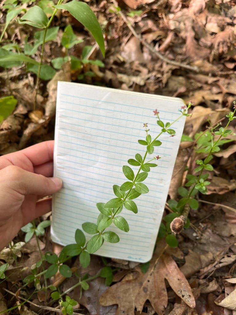 Hairy bedstraw (Galium pilosum var. pilosum)