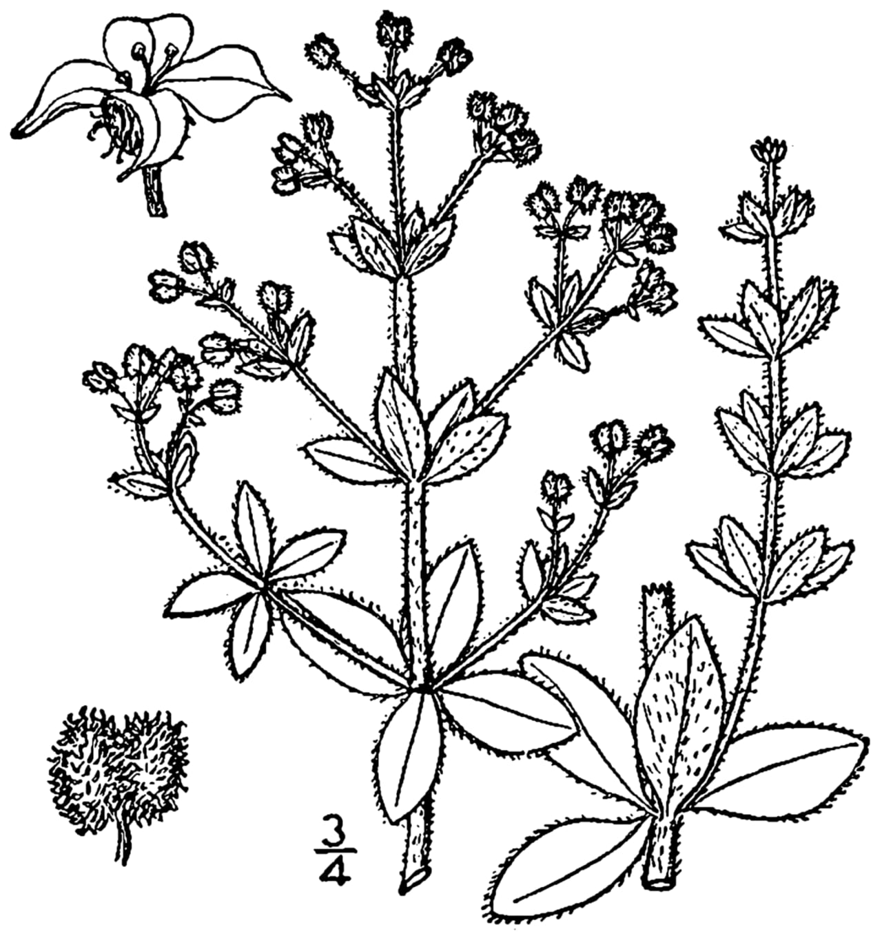 Hairy bedstraw (Galium pilosum)