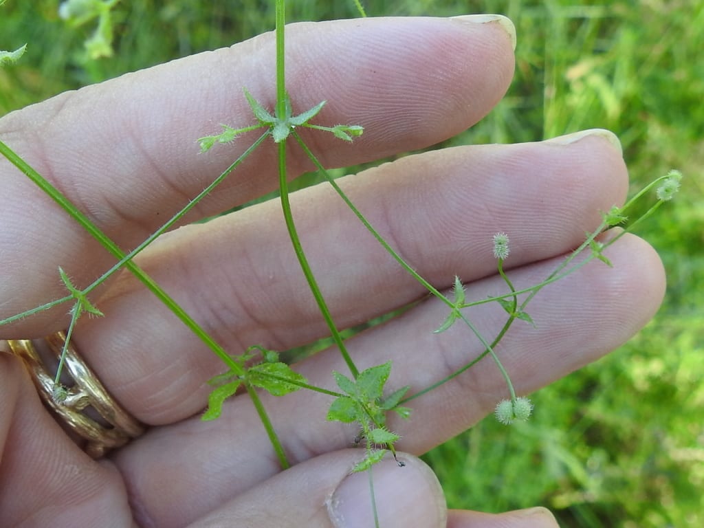 Texas bedstraw (Galium texense)