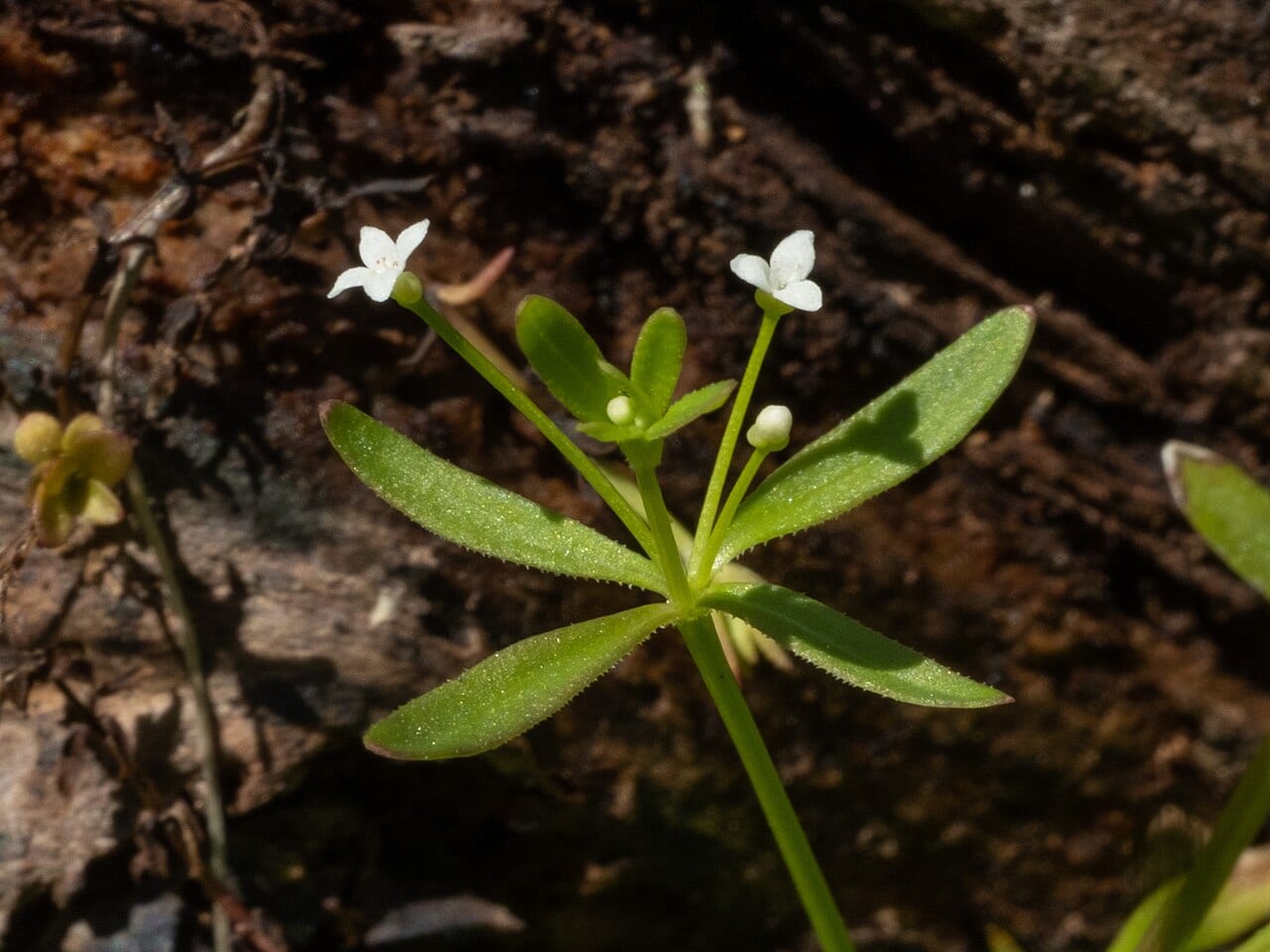 Stiff marsh bedstraw (Galium tinctorium)