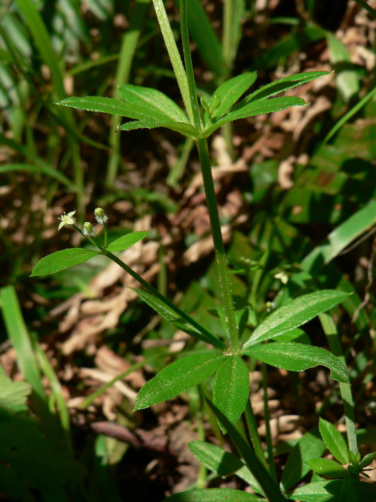 Fragrant bedstraw (Galium triflorum)