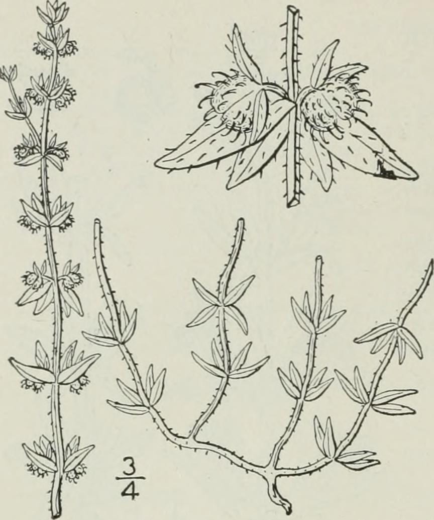 Southwestern bedstraw (Galium virgatum)