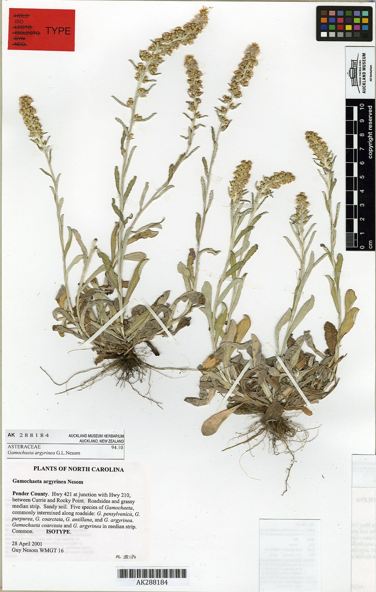 Silver cudweed (Gamochaeta argyrinea)