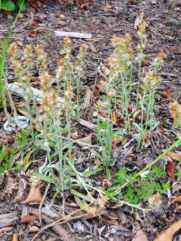 Snow-white everlasting (Gamochaeta chionesthes)