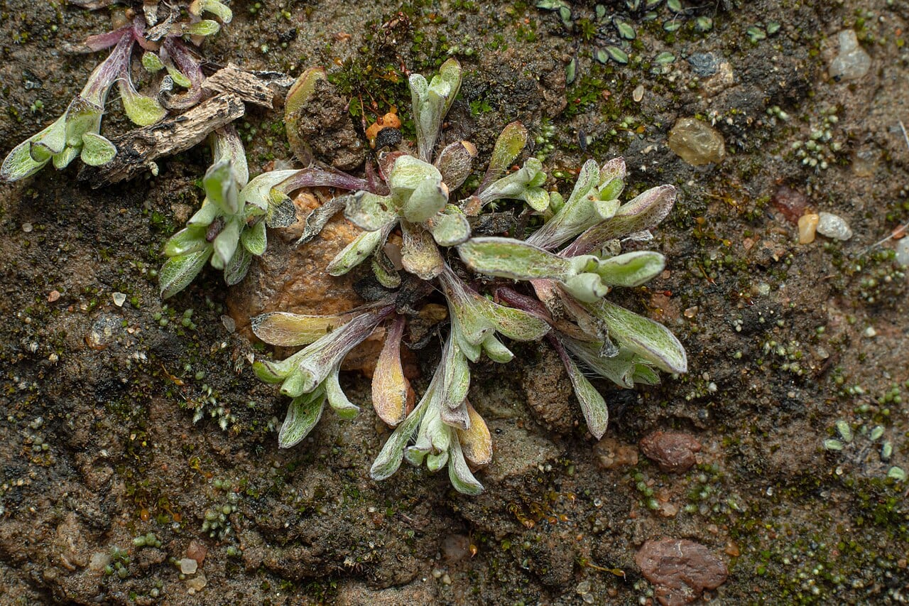 Narrowleaf purple everlasting (Gamochaeta falcata)