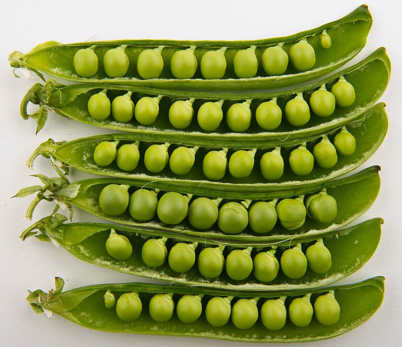 Garden Pea (Pisum sativum)