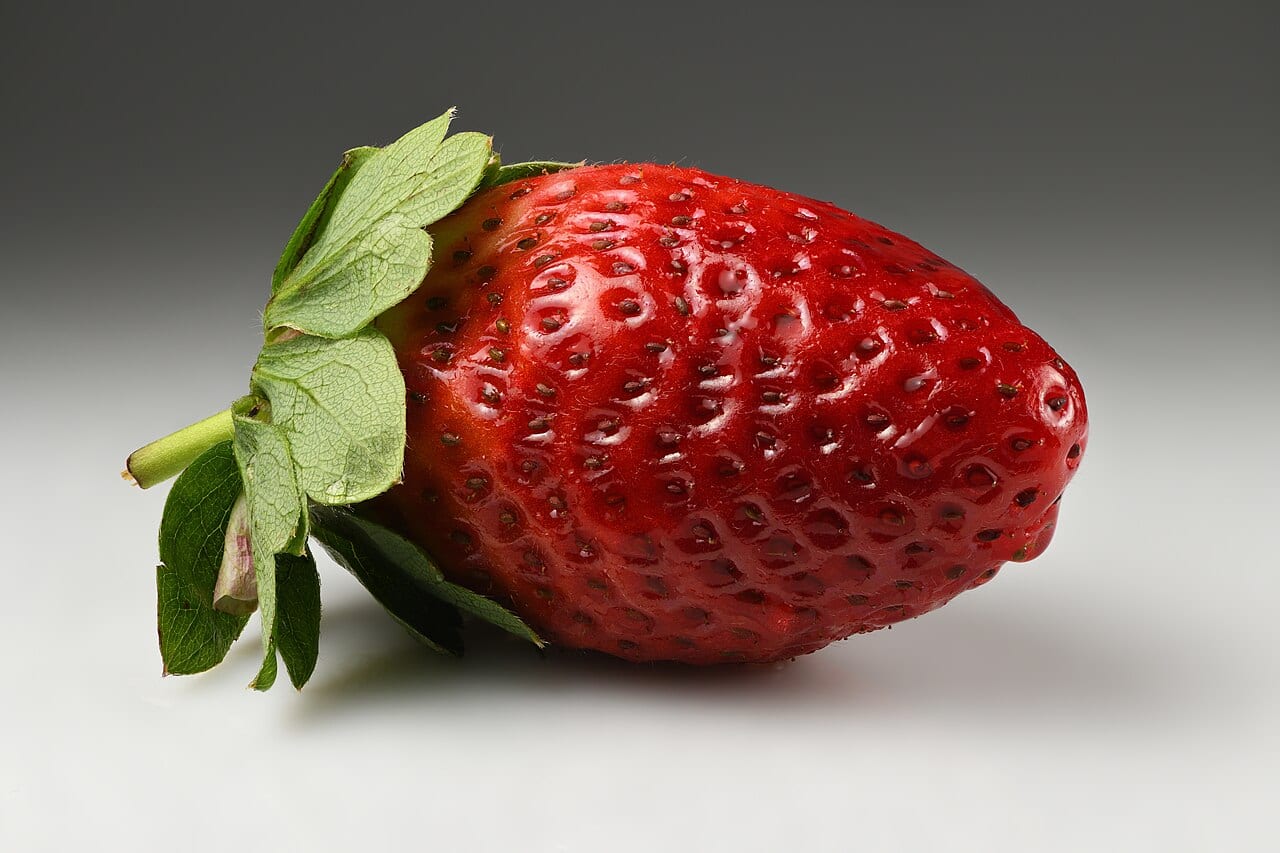 Garden Strawberry (Fragaria × ananassa)