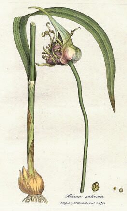 Garlic (Allium sativum) — bulb harvest with intact roots and necks for curing