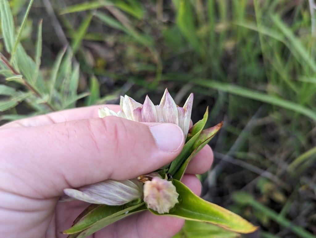 Gentian (Gentiana × curtisii)