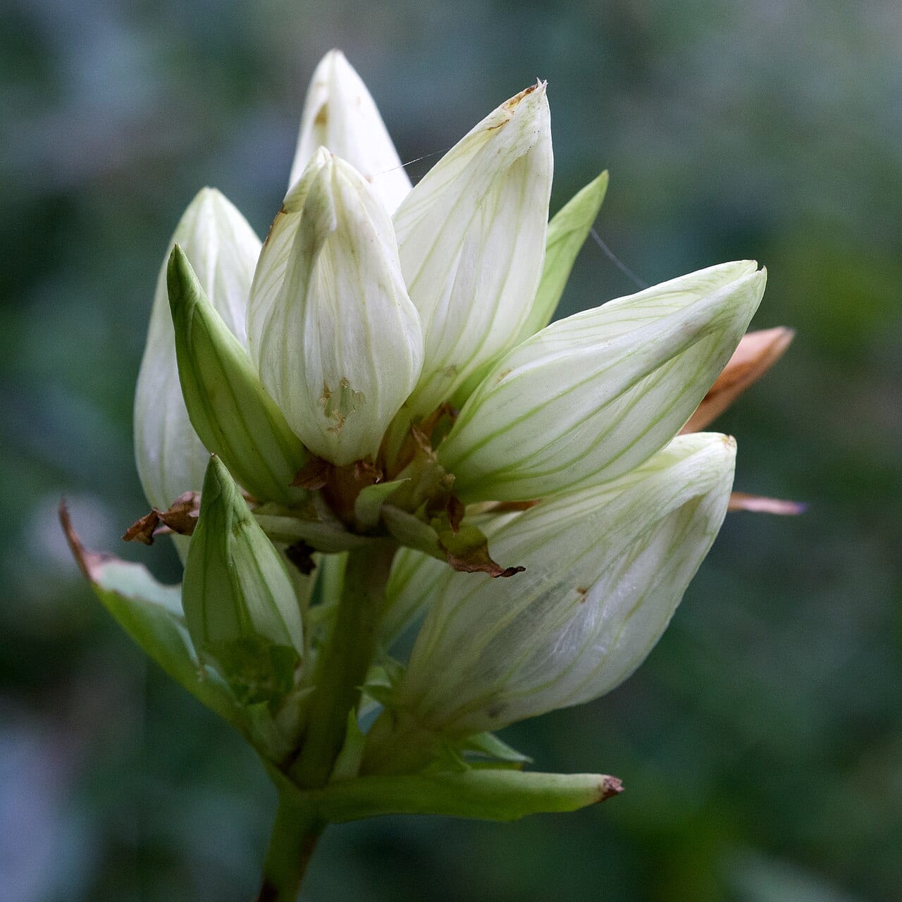 Plain gentian (Gentiana alba)