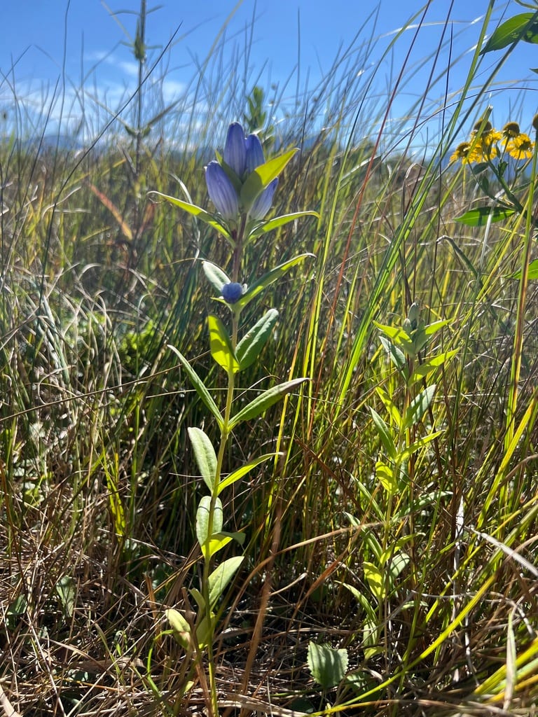 Dakota gentian (Gentiana andrewsii var. dakotica)