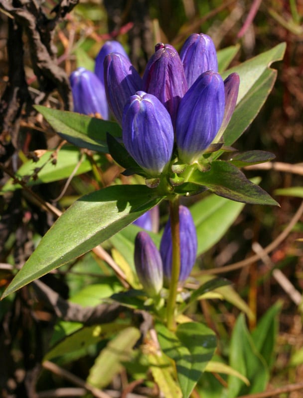 Closed bottle gentian (Gentiana andrewsii)