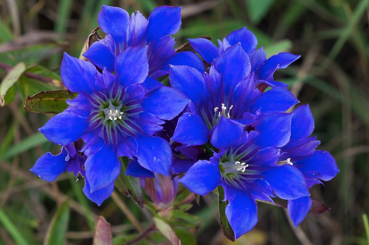 Downy gentian (Gentiana puberulenta)