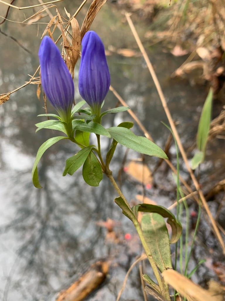 Harvestbells (Gentiana saponaria var. saponaria)