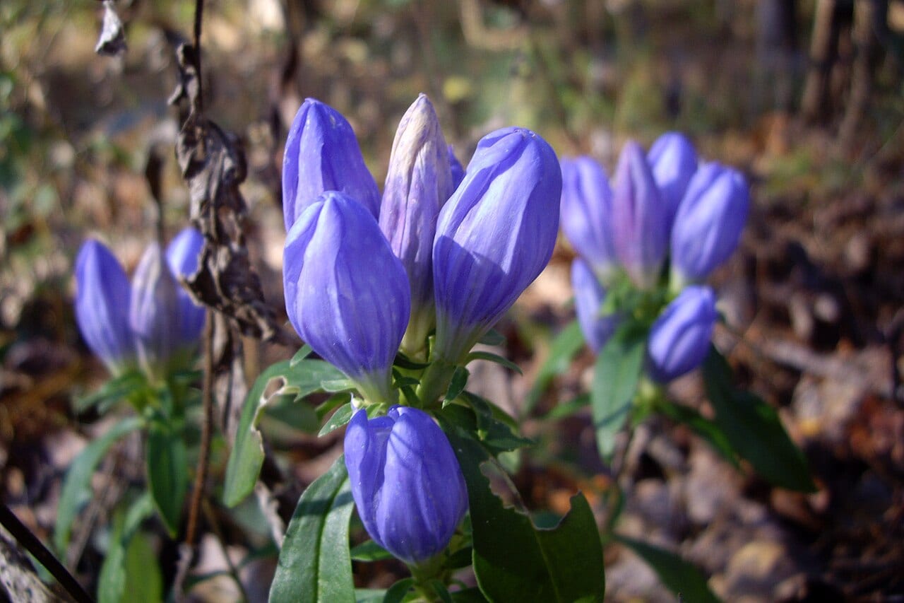 Harvestbells (Gentiana saponaria)