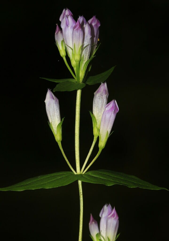 Agueweed (Gentianella quinquefolia ssp. occidentalis)