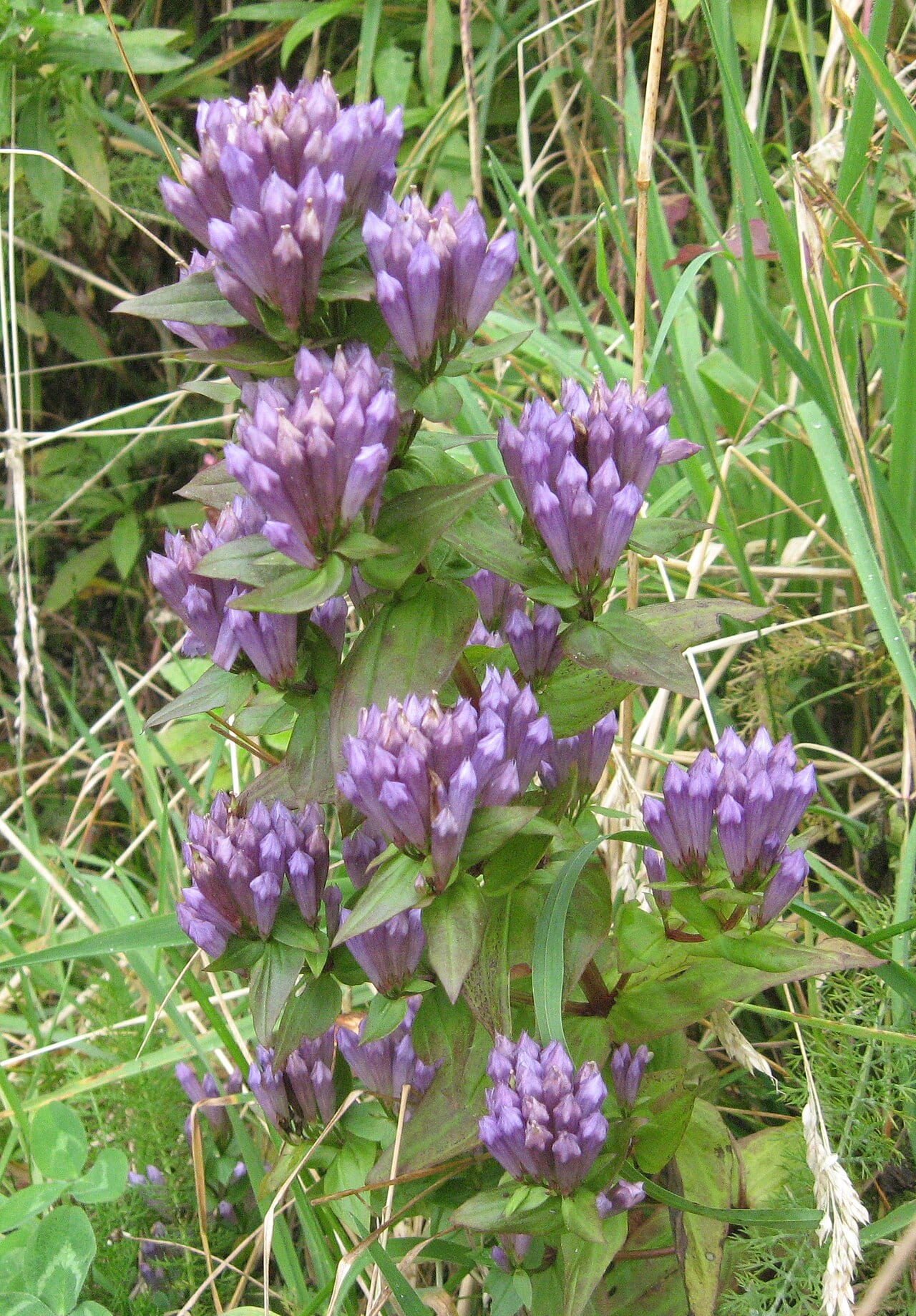 Agueweed (Gentianella quinquefolia)