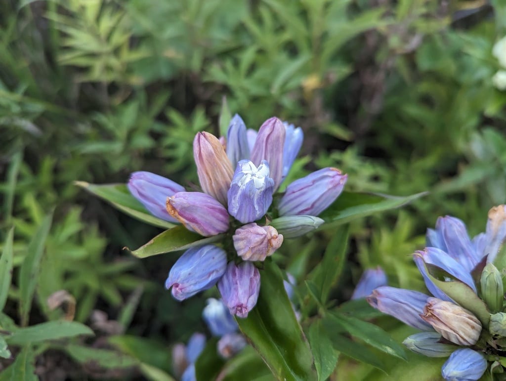 Gentian (Gentiana × pallidocyanea)