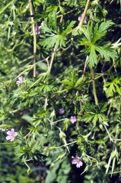 Bicknell's cranesbill (Geranium bicknellii)