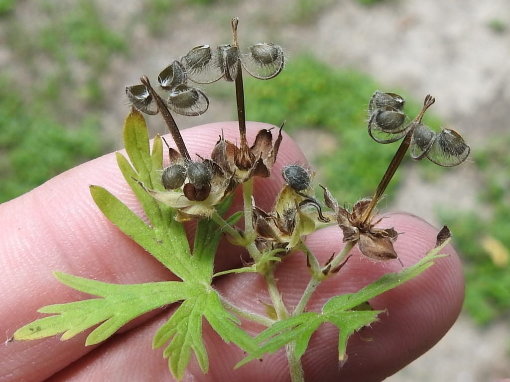 Carolina geranium (Geranium carolinianum var. carolinianum)