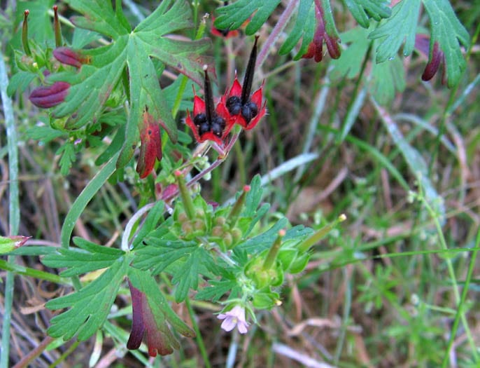 Carolina geranium (Geranium carolinianum)