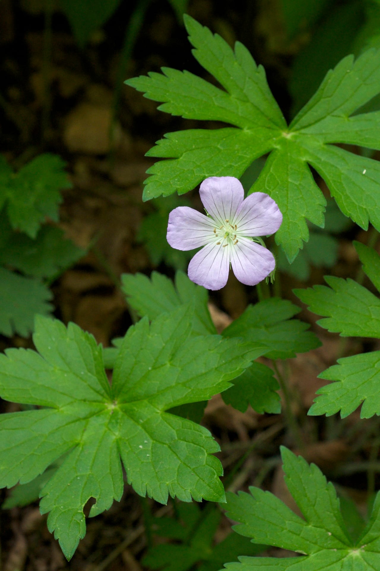 Spotted geranium (Geranium maculatum)